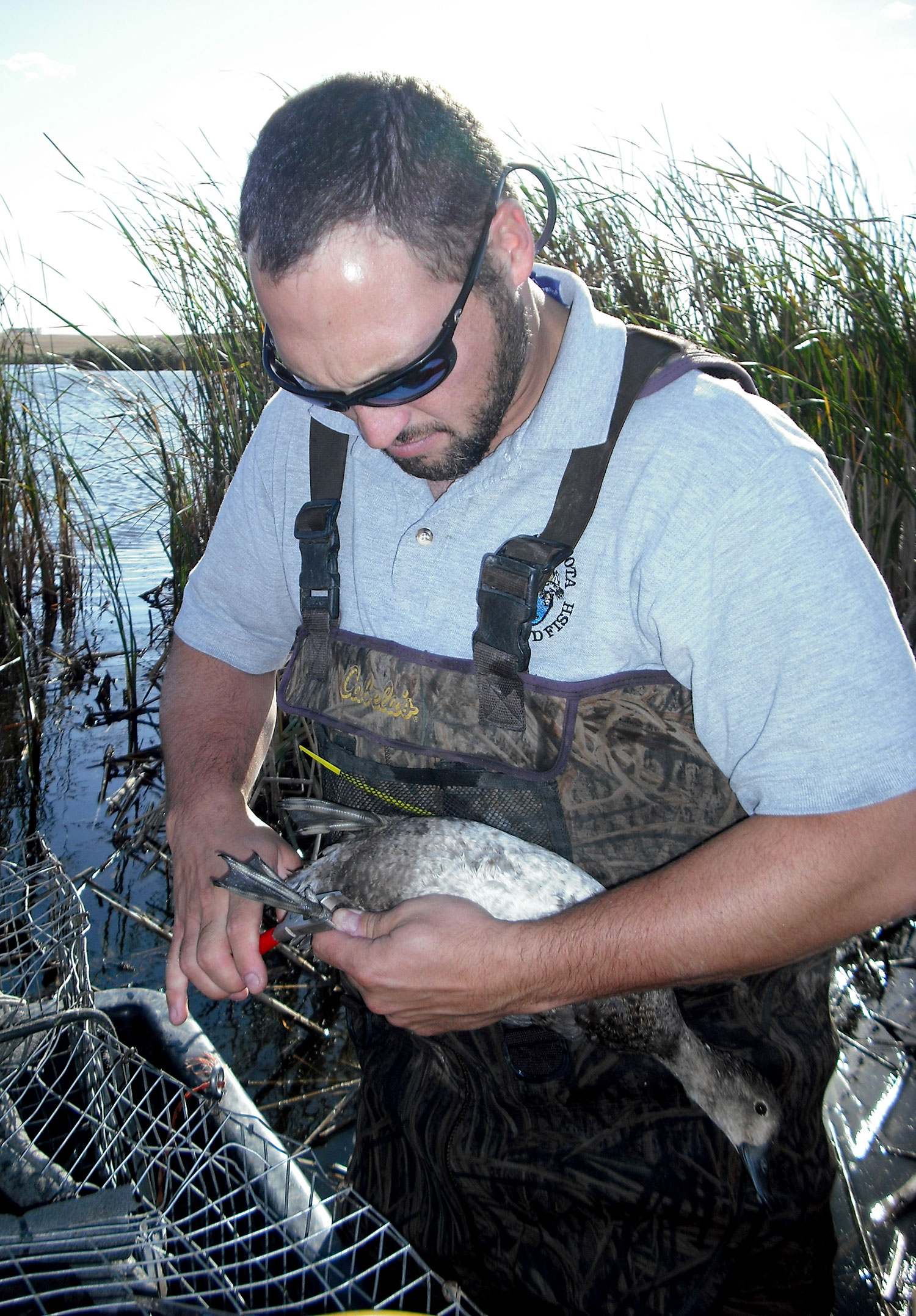 Banding duck