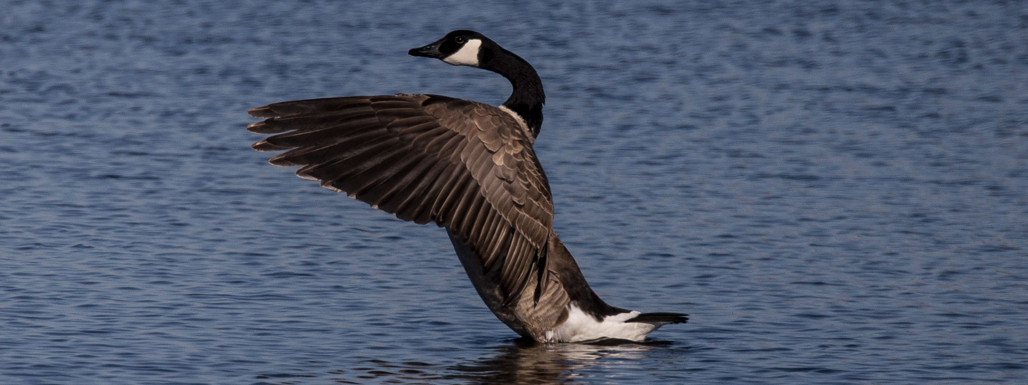 Canada goose