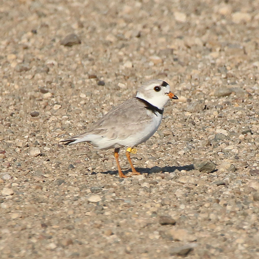 Piping plover