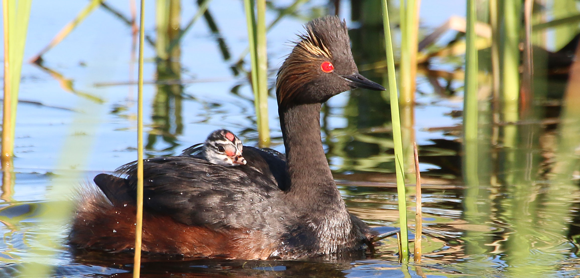 Eared grebe with chicks