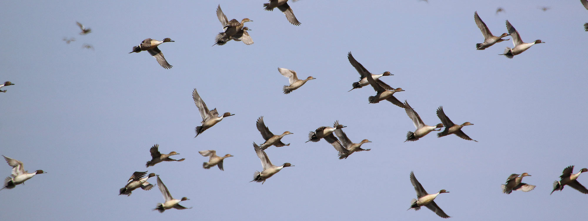 Population Surveys Central Flyway Council