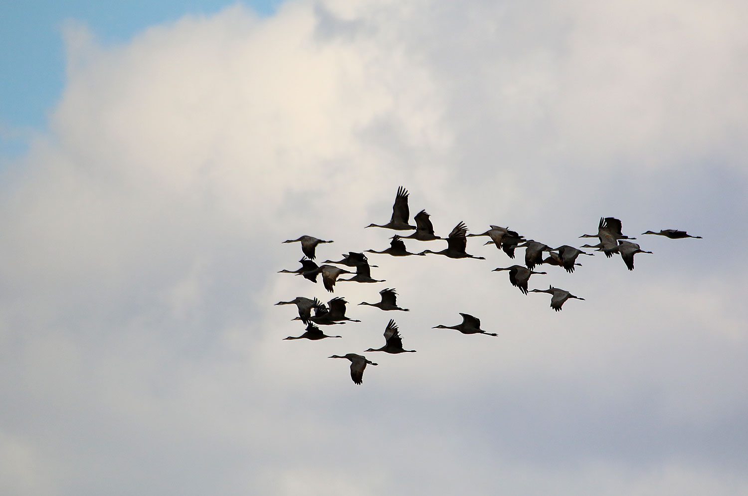 Sandhill Cranes