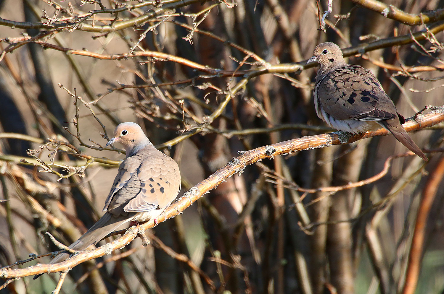 Mourning Doves