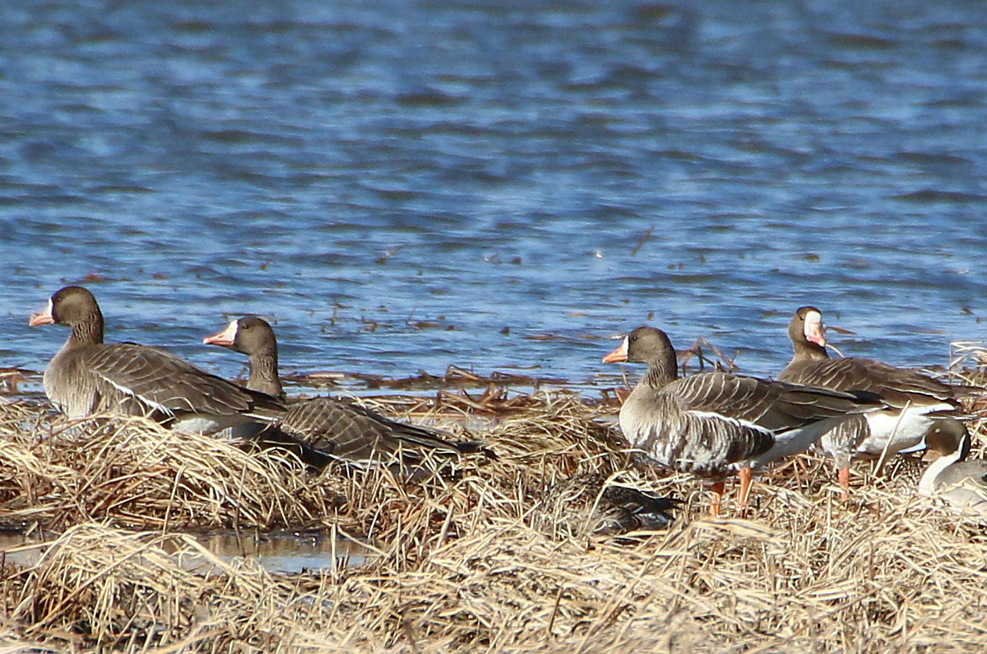 Greater white-fronted geese