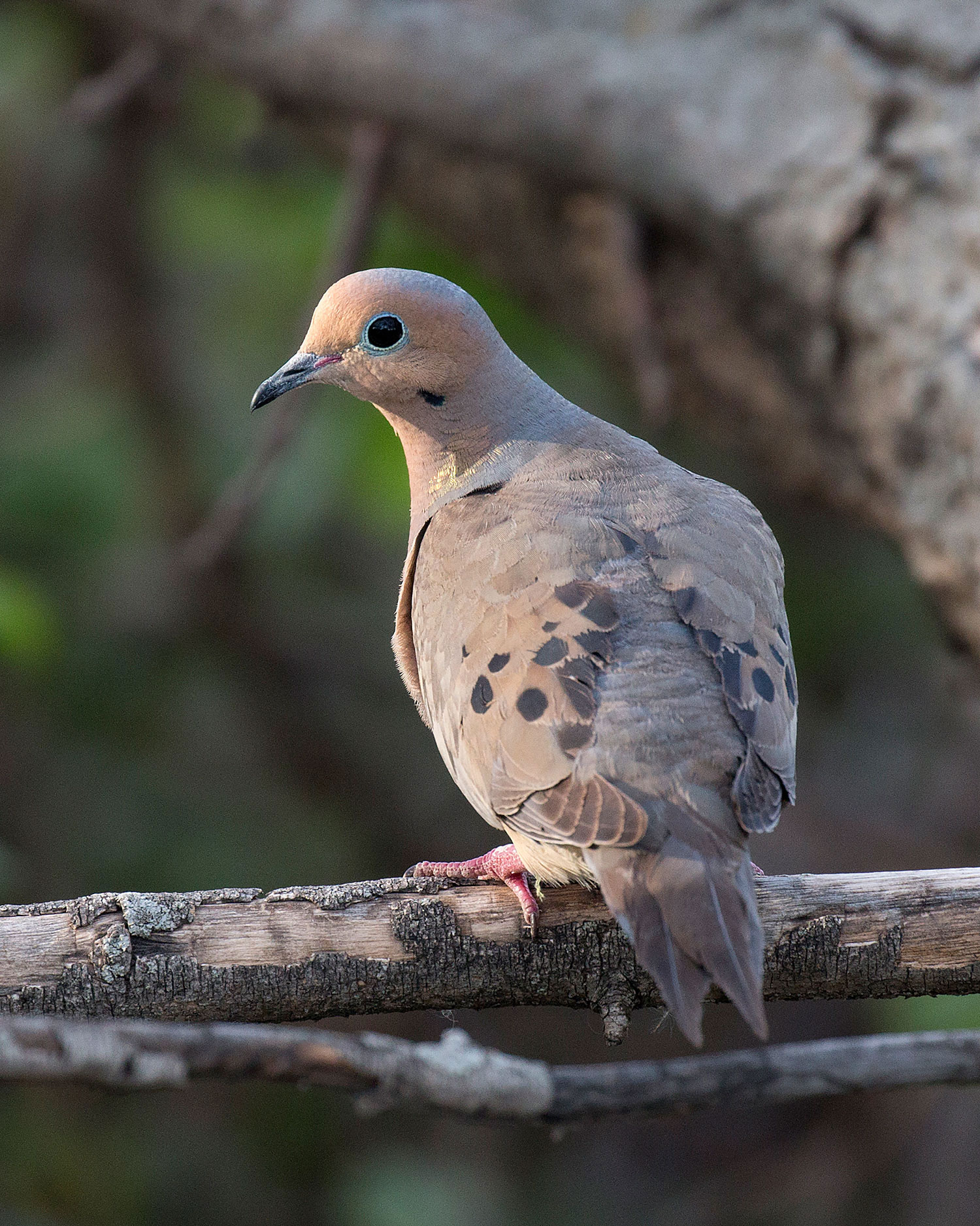 Mourning dove