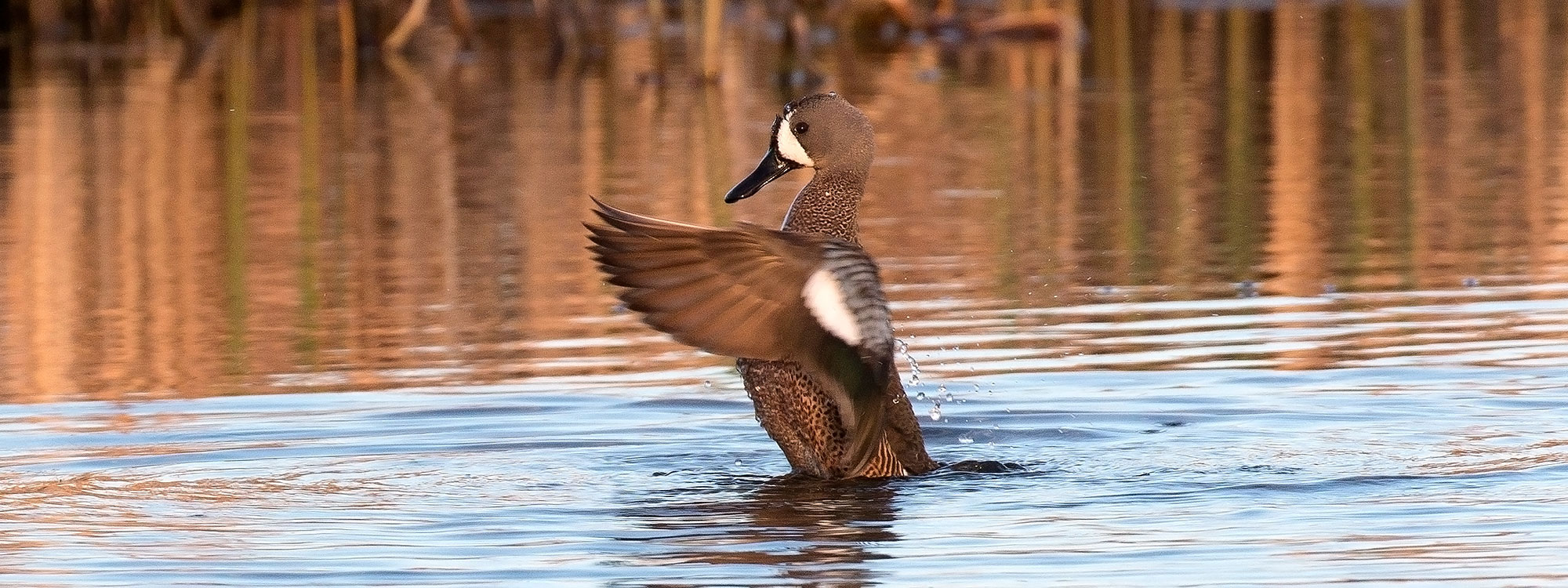 Blue-winged teal drake