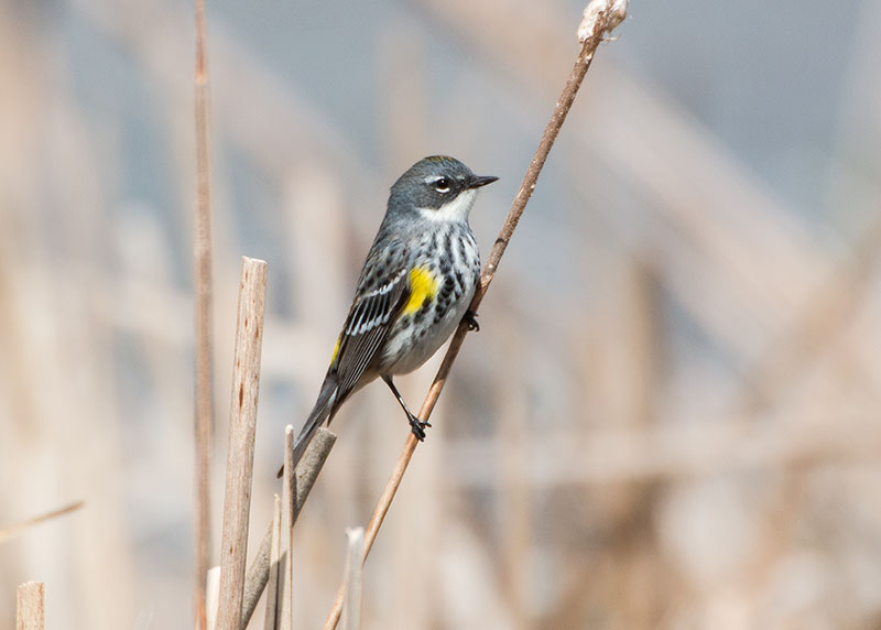 Yellow-rumped warbler